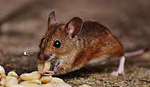 24 Hour & Emergency Exterminators in Cottonwood Creek, NV